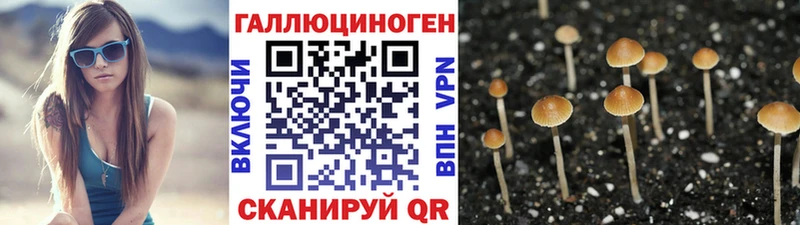 Псилоцибиновые грибы Psilocybe магазин продажи это официальный сайт Чегем